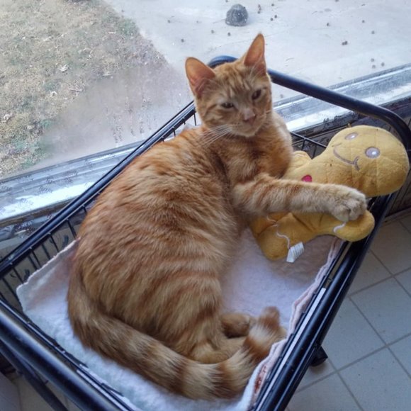 🙀CHEROKEE'S FERAL HAVEN🐕 - Picture 2 of 11